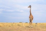 Kenya wildlife safaris and holidays in Kenya