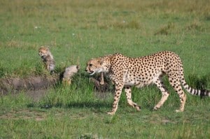 Cheetah and her cubs in Masai Mara