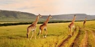 Kenya safari holiday