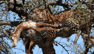 leopard-with-prey-ready-to-eat-family-safari-holiday-tour-in-kenya-africa