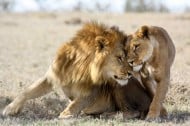 7 Key Things to Know for Your African Lion Safari