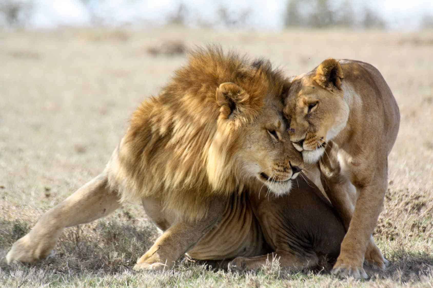 safari animals lion