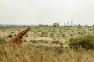 Some of the top things to do in Kenya