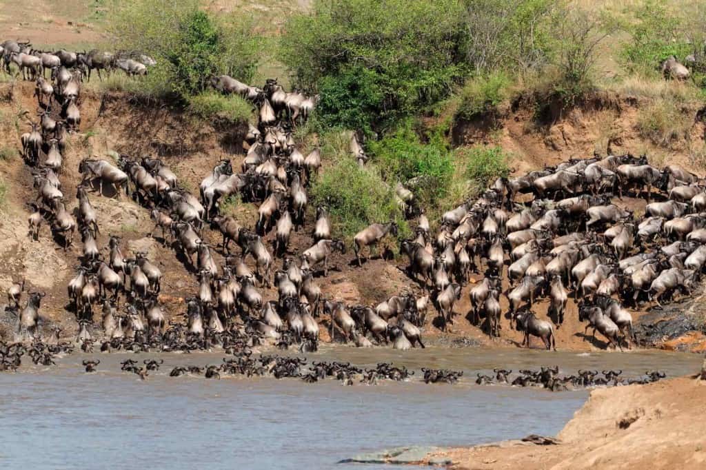 The History of the Masai Mara Animals – African Safari Tours & Holidays ...