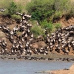 masai mara animals