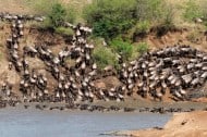 masai mara animals