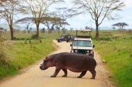 10 Animals You'll See on Safari in Tanzania