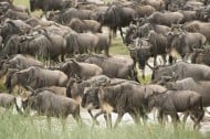 serengeti migration - the great migration tanzania