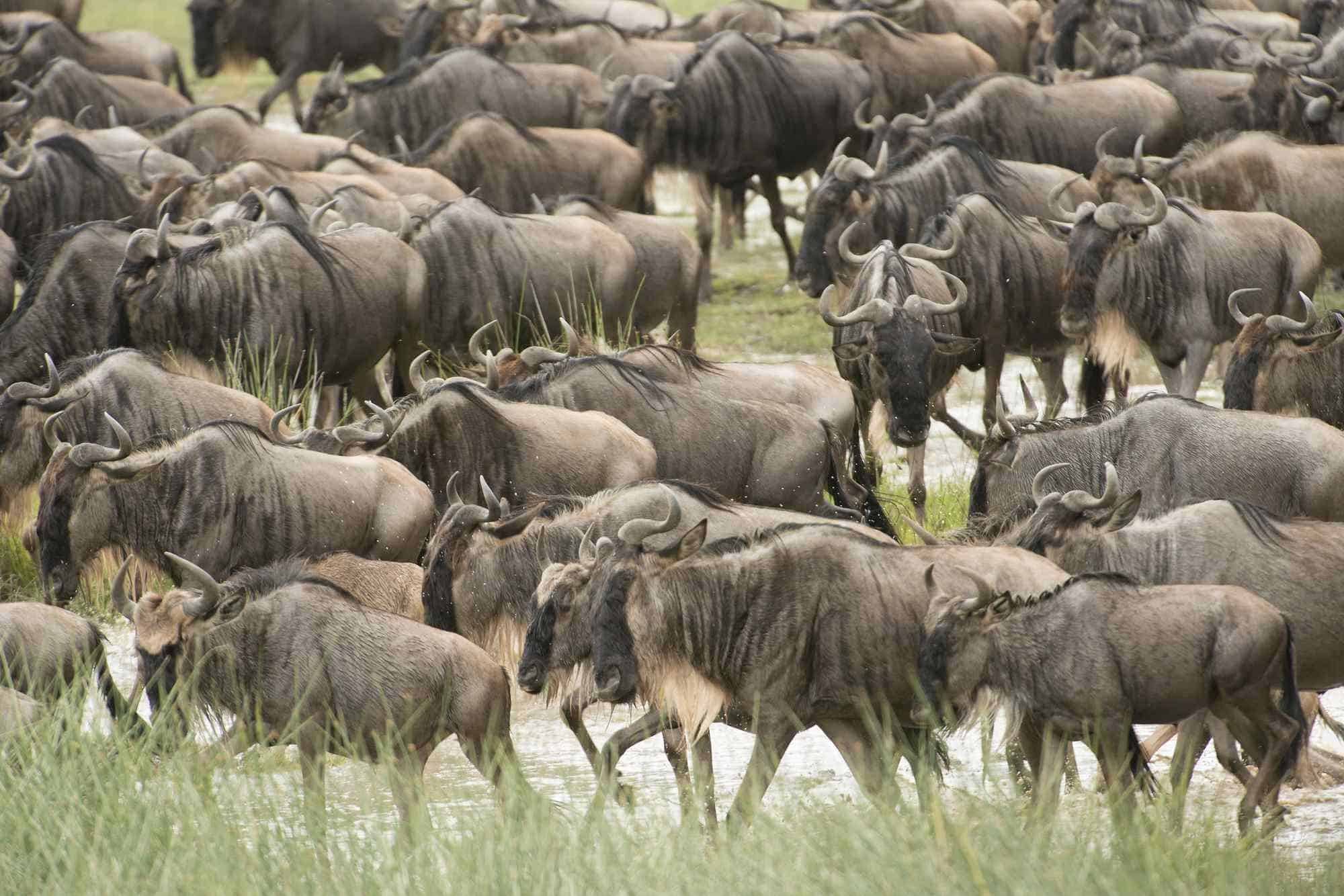 Understand The Great Wildebeest Migration African Safari Tours And Holidays Kenya Blog 5026