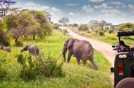 African safari myths