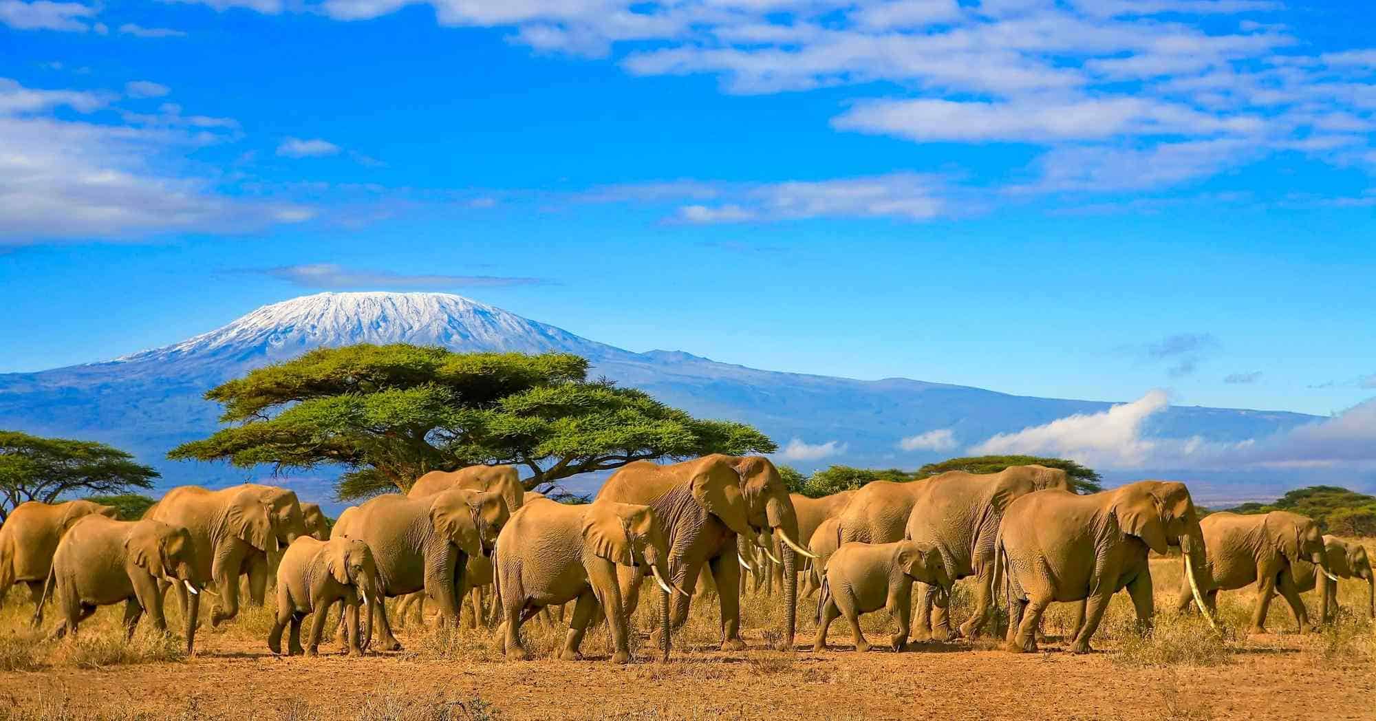 Kenya Safari Landscape