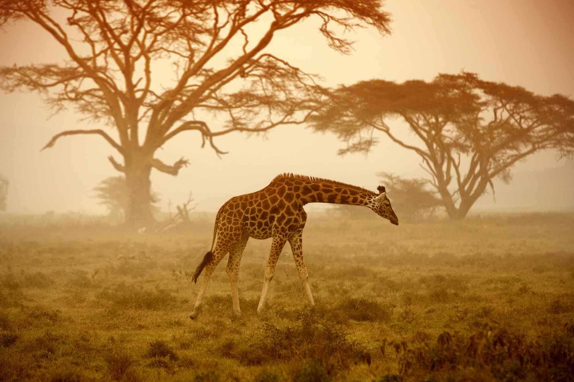 afrika'da safari