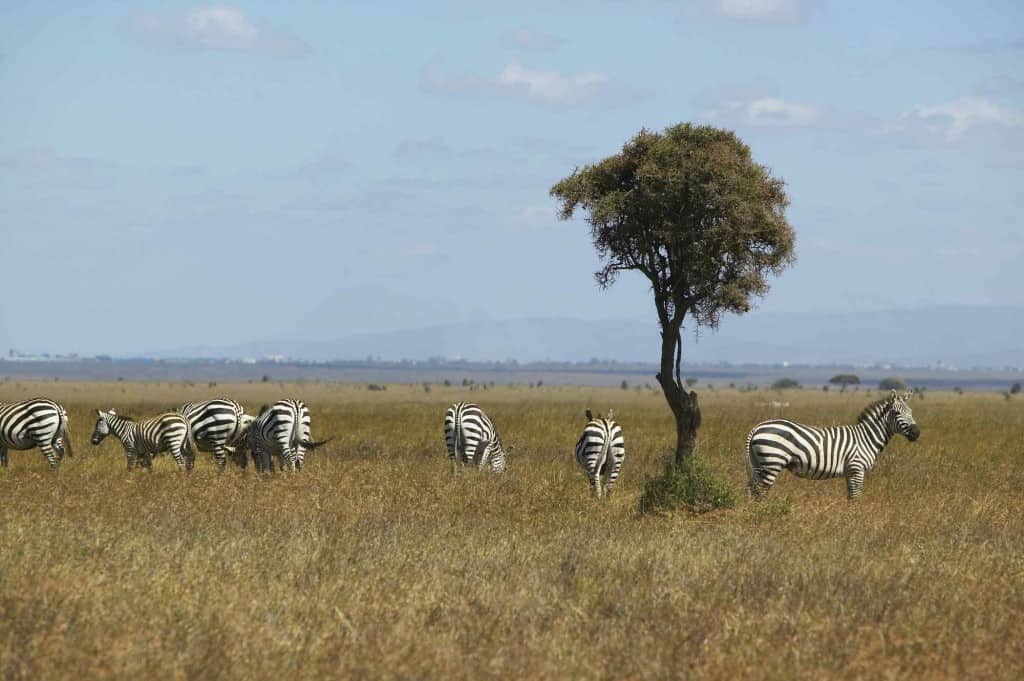 top-10-unusual-and-fun-things-to-do-in-nairobi-african-safari-tours