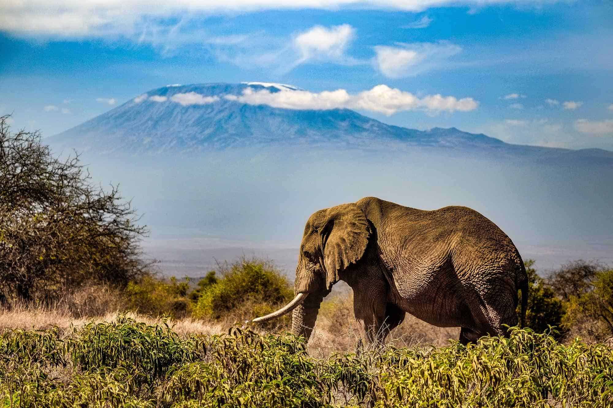 Kenya National Parks 