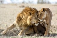 African animals to see on Kenyan safari