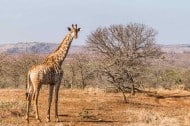 Wildlife - African safari