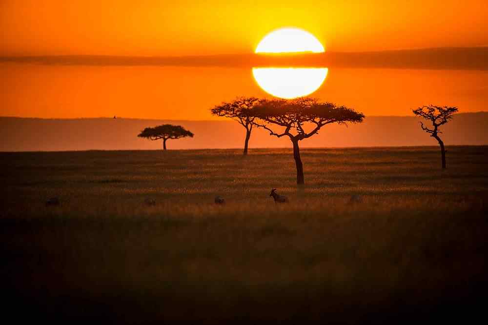 Top 8 Reasons Why You Should Go On A Masai Mara Safari Tour African   Masai Mara Safari Tour 