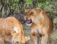 safari in Kenya with Masai Mara lions
