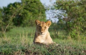 safari in Tanzania - Tanzania safari tips