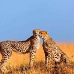 Travel to Kenya for safari and beach holidays