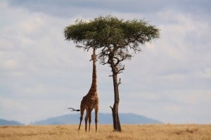 Best time to visit kenya. Everything You Need to Know