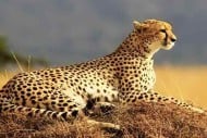 best time to visit kenya masai mara cheetah