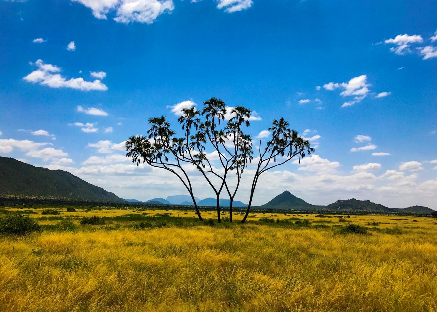 Discover the Unique Wildlife of Kenya: The ‘Special Five’ of Samburu National Reserve