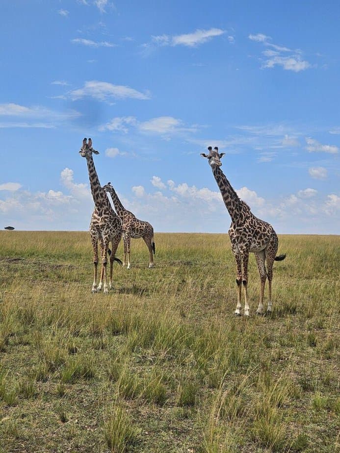 Kenya's Iconic Masai Mara Giraffes Kenya's Iconic Masai Mara Giraffes
