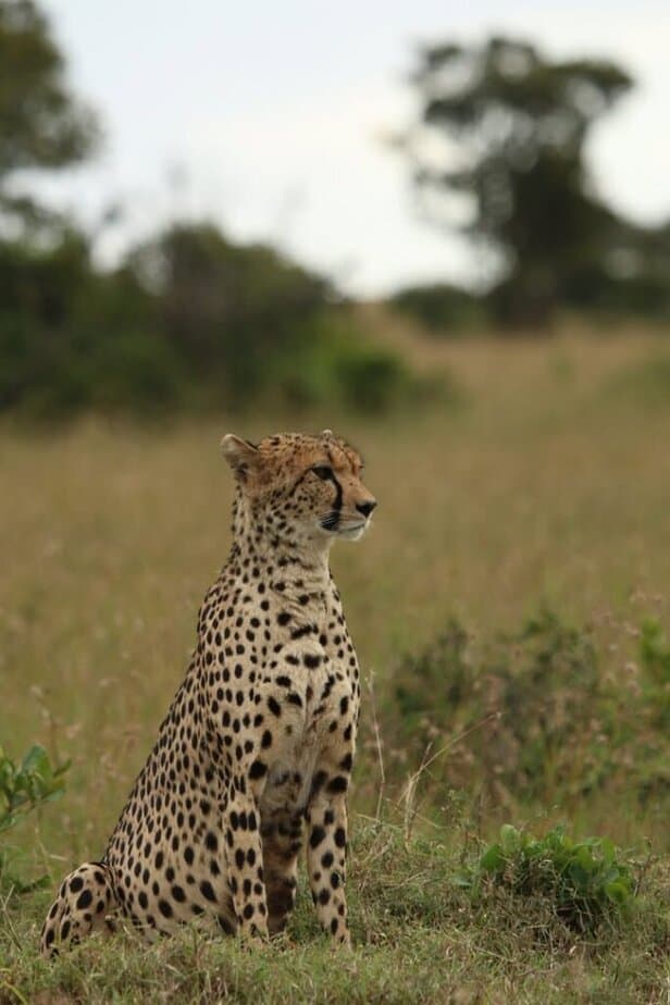 Kenya's Iconic Masai Mara Cheetah Safari