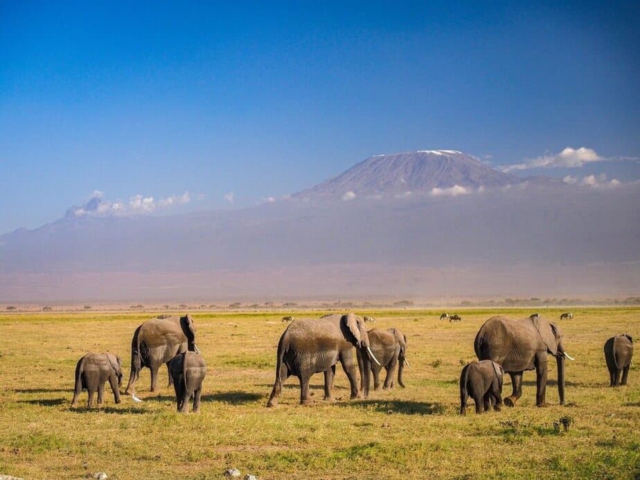 Elephants against Kilimanjaro in Amboseli National Park Safari in Kenya Elephants against Kilimanjaro in Amboseli National Park Safari in Kenya