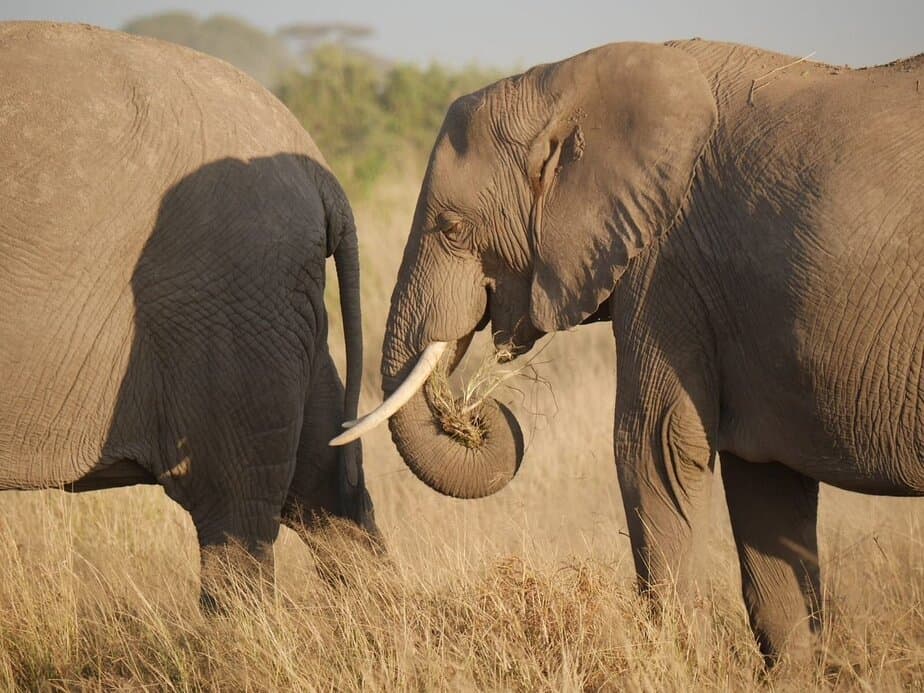 Iconic Masai Mara's Elephants in Kenya
