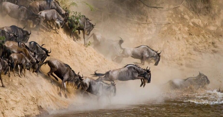Dramatic wildebeest crossing the Mara River, capturing the essence of the Great Migration dramatic wildebeest crossing the Mara River, capturing the essence of the Great Migration