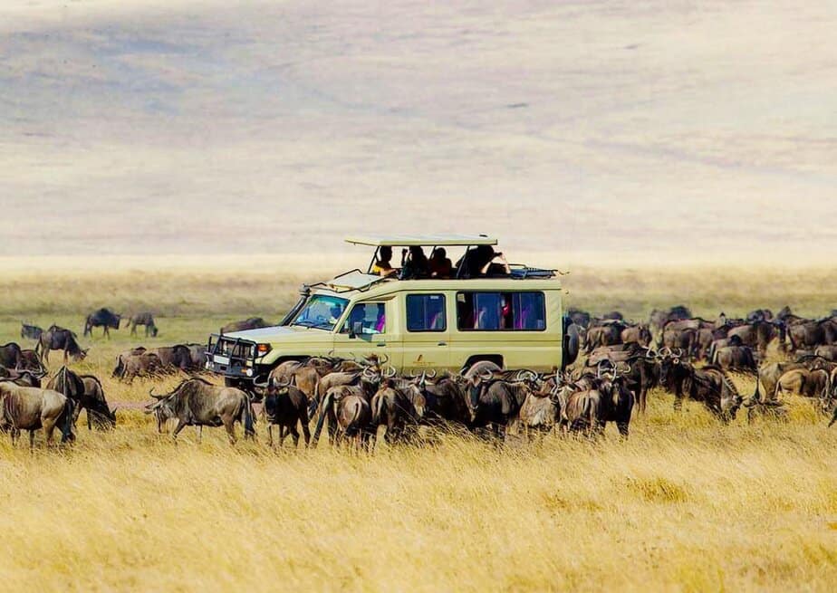 Watching the Great Migration of the wildebeests in Masai Mara, Kenya Watching the Great Migration of the wildebeests in Masai Mara, Kenya.