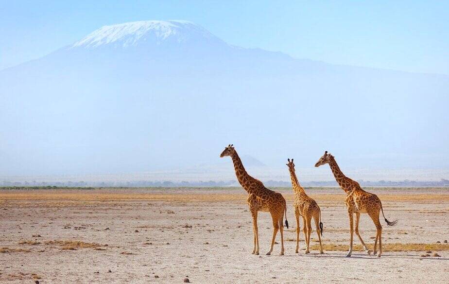 Unforgettable Amboseli safari in Kenya