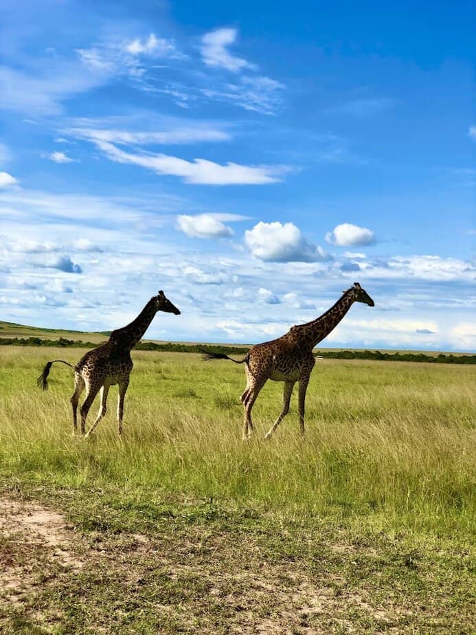 The best Kenyan safari adventure in Africa