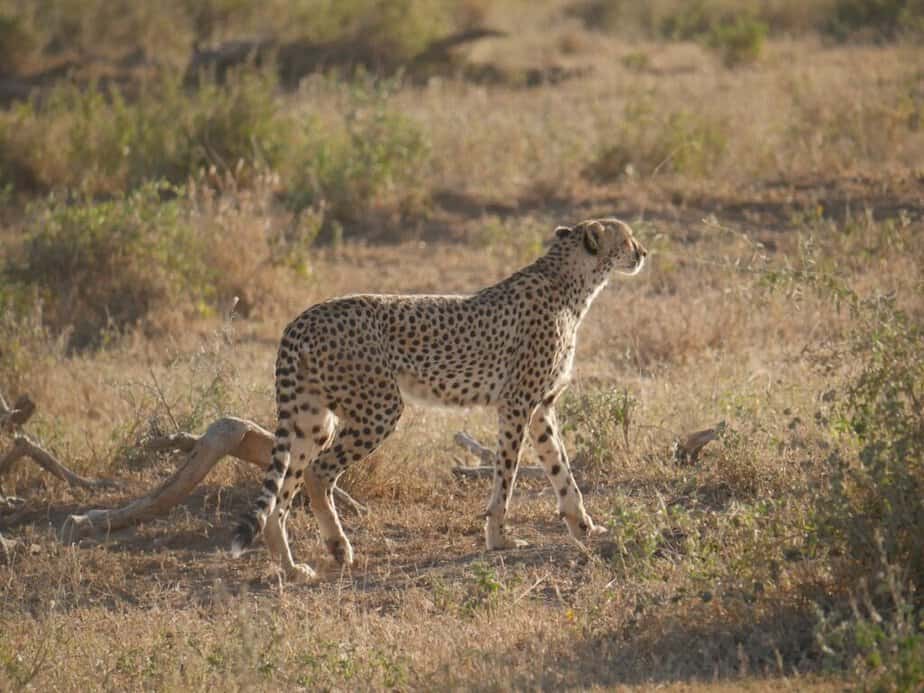 Cheetah seen during Kenyan safari experiences and adventures cheetah seen during Kenyan safari experiences and adventures