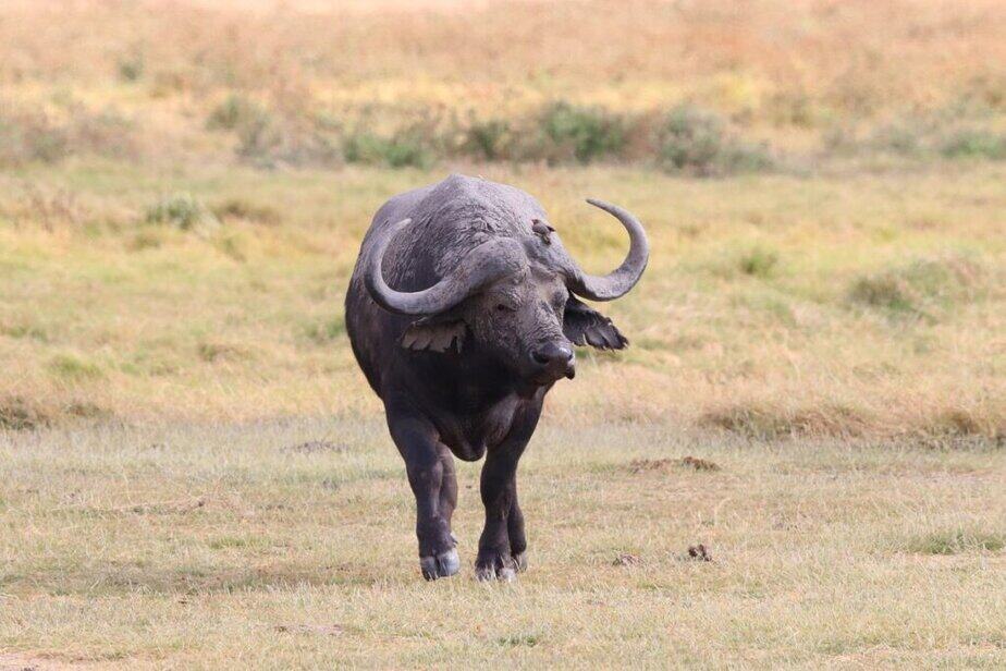 Buffalo seen during Kenya safari in Masai Mara big five Buffalo seen during Kenya safari in Masai Mara big five