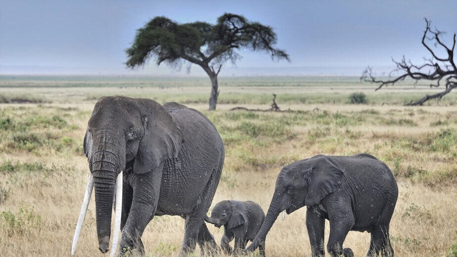 Elephants in Amboseli National Park Kenya safari Elephants in Amboseli National Park Kenya safari