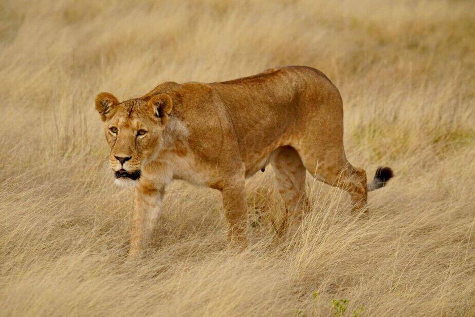 Lioness Kenya safari Big Five animals Africa Lioness Kenya safari Big Five animals Africa