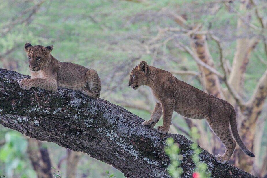 Lake Nakuru Safari Experiences Watching Lion Cubs