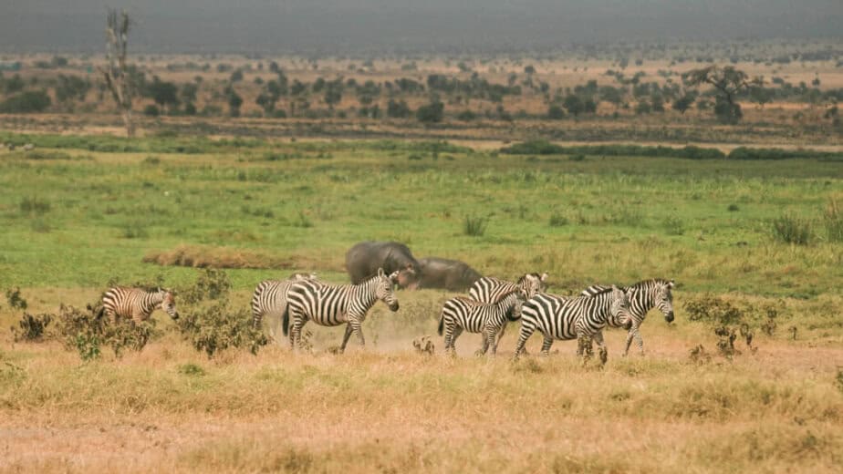 Kenyan safari tours in Amboseli National Park Kenyan safari tours in Amboseli National Park