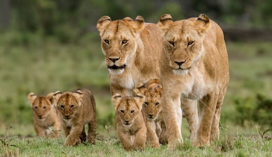 The Cheapest Safari in Kenya by African Sermon Safaris.
