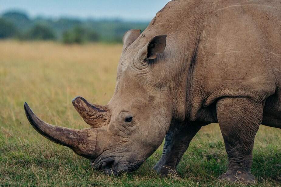 8 best things to do in Kenya