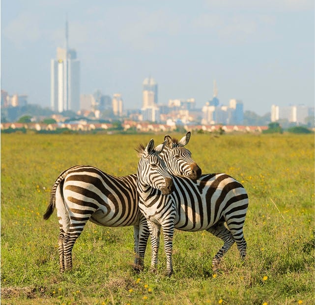 stunning glimpse into Kenya’s most unforgettable safari experiences