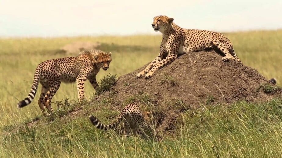 Masai Mara Cheetahs - Kenyan Safari Guide Masai Mara Cheetahs-Kenyan Safari Guide by African Sermon Safaris