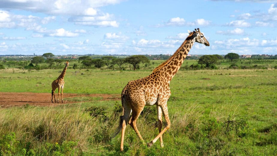 Kenyan Safari Guide - Nairobi National Park Giraffes Kenyan Safari Guide - Nairobi National Park Giraffes