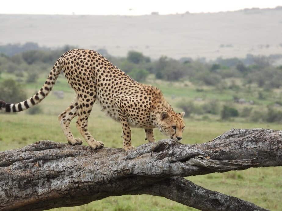 Kenya Safari Tours and Packages in Masai Mara watching cheetah