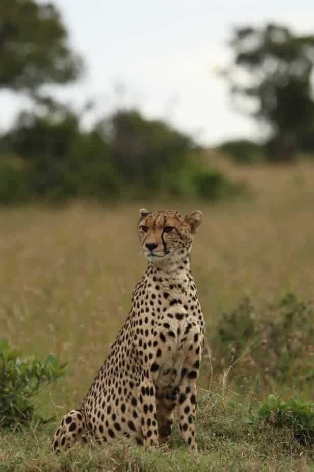 best time for kenya safari wildlife viewing