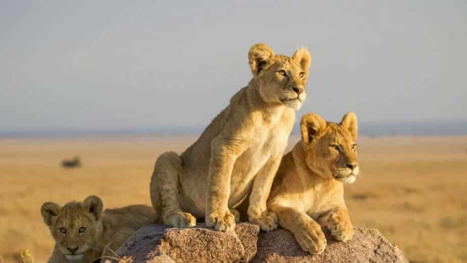 Lions cubs watching when hunting in Maasai Mara during Kenya dry season safari