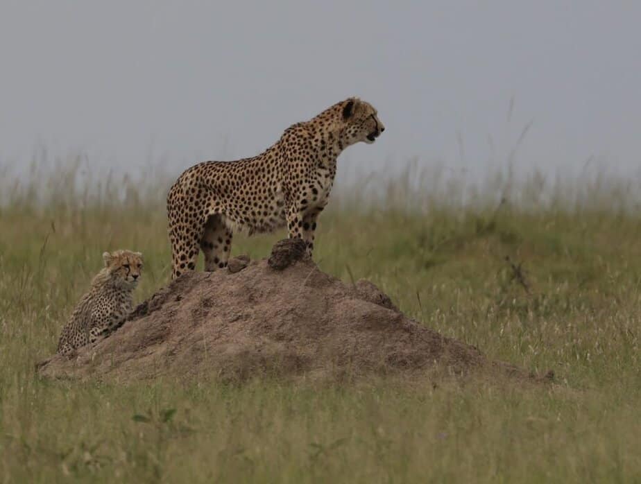 Cheetahs hunting in Maasai Mara during a Kenya safari dry season